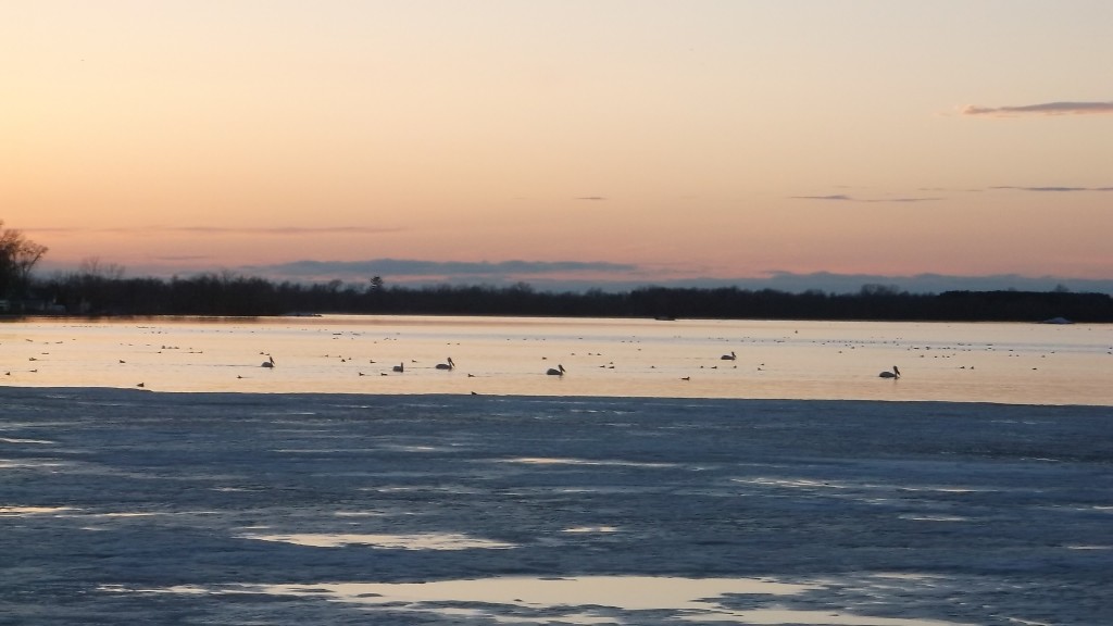 birds enjoying the new water