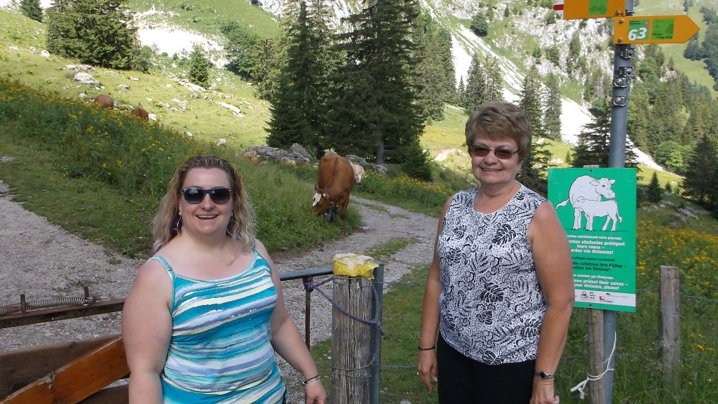 Swiss cows graze the slopes