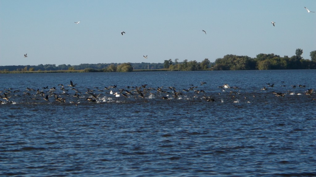 Lake Butte des Morts, comorants in a feeding frenzy