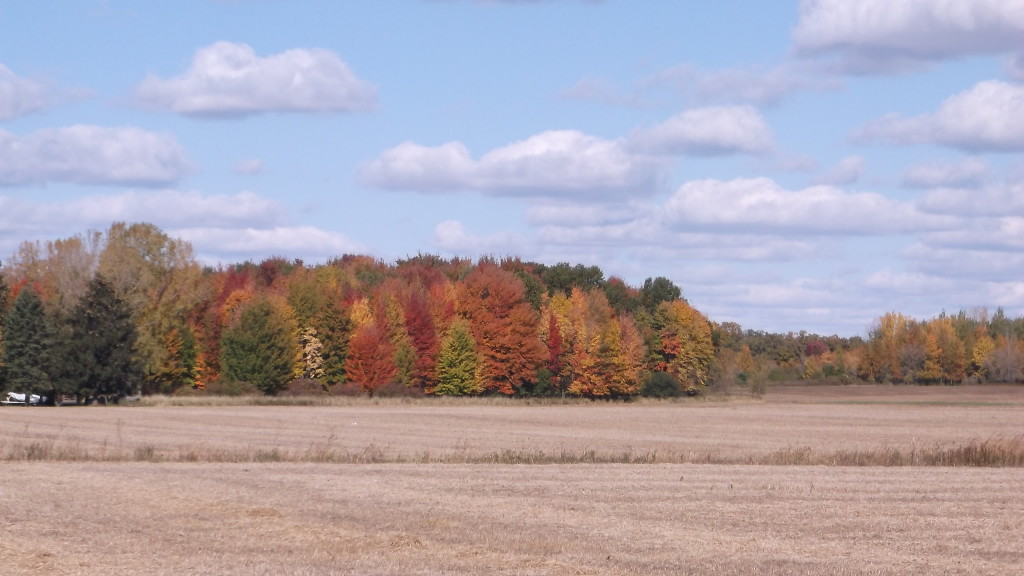 Before the leaves fell