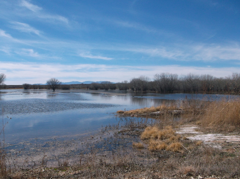 in addition to the National Wildlife Refuge being a winter home to 100's of thousands of birds it has great views