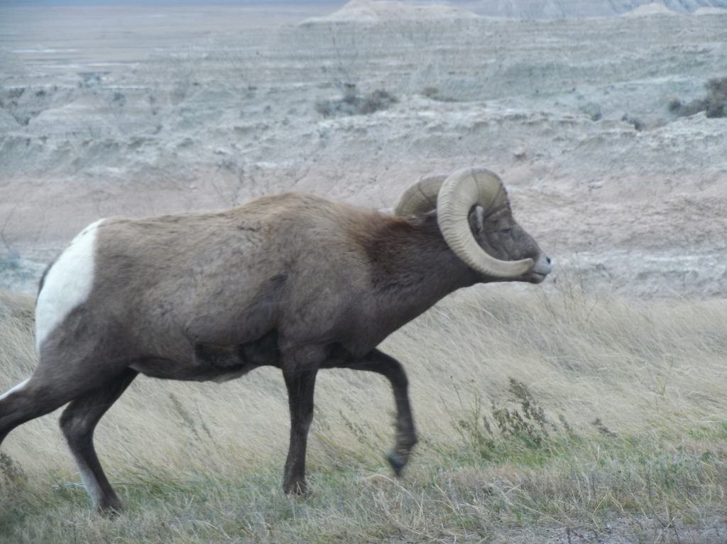 Badlands sheep