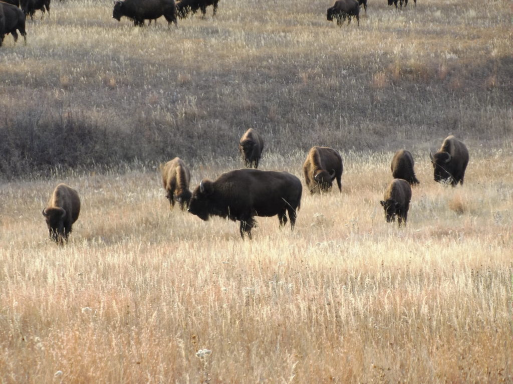 Bison are cool but they say they are moody!