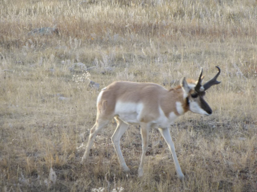 Pronghorn