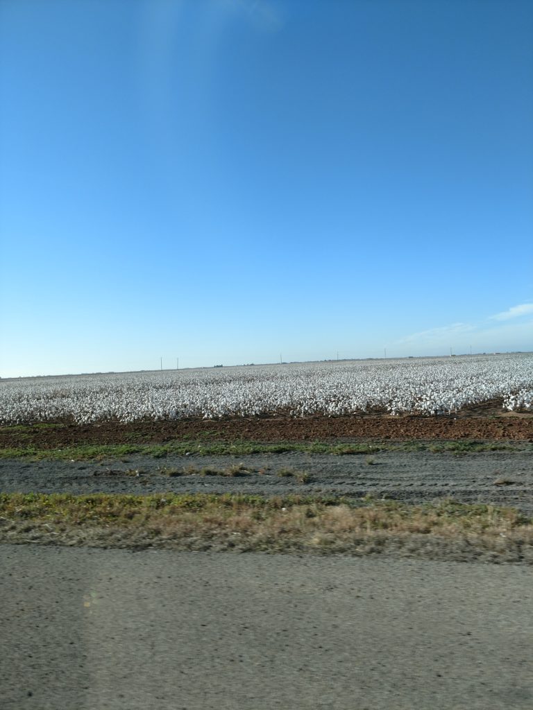 cotton fields ready to be picked