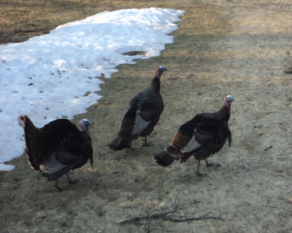 new-turkeys-resize